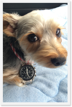 ���ᥬ ���ԡ��ɥޥ����� �ץ��ե��å���ʥ� 3570-50